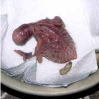 Klick mich und ich werde gross...