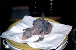 Klick mich und ich werde gross...