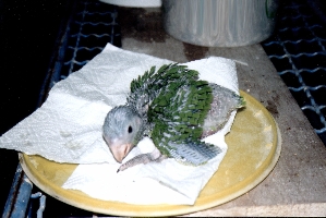 Klick mich und ich werde gross...