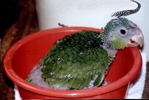 Klick mich und ich werde gross...