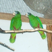 Klick mich und ich werde gross...