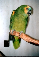 Klick mich und ich werde gross...