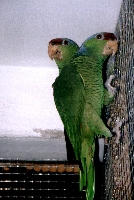 Klick mich und ich werde gross...