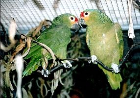 Klick mich und ich werde gross...