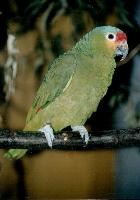 Klick mich und ich werde gross...