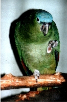 Klick mich und ich werde gross...