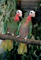 Klick mich und ich werde gross...