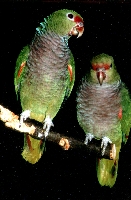 Klick mich und ich werde gross...