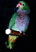 Klick mich und ich werde gross...