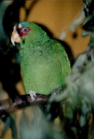 Klick mich und ich werde gross...