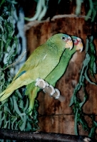 Klick mich und ich werde gross...